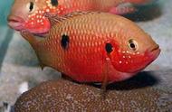 热带观赏鱼的繁殖周期是多久？