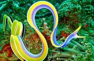 水下幻影的神秘之旅：五彩鳗的奇妙进化