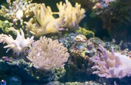 新加坡计划种植10万个珊瑚，以保护海岸线免受海浪和风暴的侵害