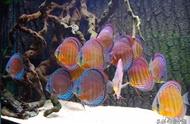 迷人的海洋生物：10种美丽的鱼类