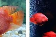 如何让鹦鹉鱼保持最鲜艳的红色？