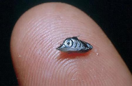 刚出生的旗鱼只有“米粒”大小，通过同类相食长到3米，还能出水杀人