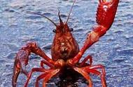 小龙虾：美食之外，它们也是出色的水族宠物