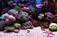 珊瑚的艳丽色彩让人着迷，四种易养品种让你轻松拥有