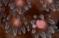 珊瑚的奇妙生命历程揭秘
