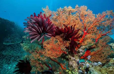 我国成功实施海底珊瑚种植，显著改善海洋生态