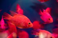 血鹦鹉鱼养殖秘籍：如何培育出最红的血鹦鹉鱼