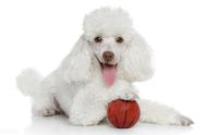 贵宾犬的性格特点、形态特征及养护知识全解析