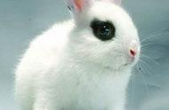 海棠兔，你了解这种兔子吗？