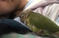 鹦鹉睡觉：一个你必须避免的恶梦！