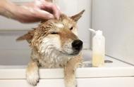 辟谣：田园犬也能洗澡，只需保持日常清洁，其外观不输宠物狗