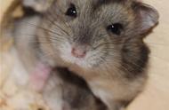 仓鼠合笼焦虑：如何避免饲养仓鼠的拟人化问题？