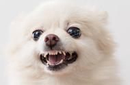 博美犬的五大独特魅力，你准备好被它迷住了吗？