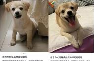 西安小区将禁止饲养中华等犬种，社区强调三环内不得养犬