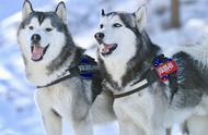 六种超级耐寒的狗狗，雪后出门容易走失