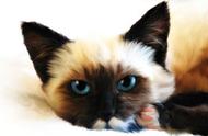 你家的猫咪上榜了吗？全球十大最可爱的猫种揭晓！