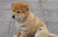 中国最出色的犬种，仅售20元！但因品种不纯，濒临灭绝