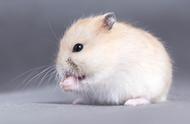 仓鼠的胆小特性：饲养时需谨慎，它们真的会被吓死