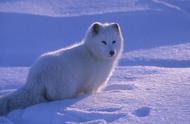 北极狐：雪原中的可爱生存者
