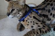 揭秘猫界贵族：全球最昂贵的15种猫咪品种