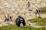 狗狗变身野生动物守护者，保卫熊群与游客安全