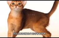 阿比西尼亚猫：一种独特的宠物选择