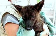 犬狐：巴西出现世界首个被认可的狗与狐狸后代