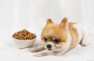 博美犬的美食指南：健康又可爱的饮食选择
