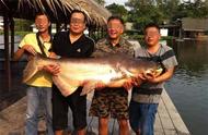 湄公河鱼虾成灾，巨型鲶鱼重达200斤，令人震惊！