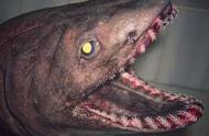 深海奇观：揭秘你从未见过的小怪兽！