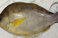 黄鸡鱼揭秘：南海深海的鱼类宝藏