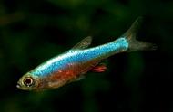微型观赏鱼：酸性水质下的独特图鉴