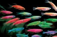 热带鱼的养殖秘籍：你需要知道的一切