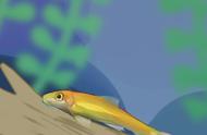 金苔鼠是否食用小鱼？是否可以与小型热带鱼共同生活？