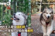 『霸气台步』：雪橇犬变吸血鬼，谁能征服万众目光？