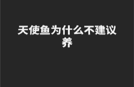 天使鱼真的不适合养殖吗？原因大解析