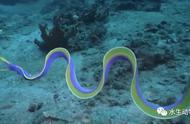 五彩鳗：海洋中的彩色飘带