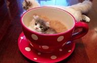 茶杯猫：萌化你的治愈系小猫咪