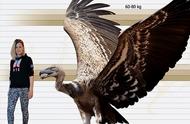 揭秘阿根廷巨鹰：翼展7米，为何如此强大却遭灭绝？