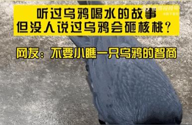 揭秘乌鸦：不仅会喝水，还会砸核桃，你了解它的智慧吗？