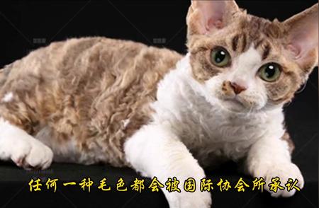 德文卷毛猫饲养指南：让你的爱宠健康快乐成长