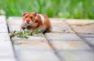 探索小豚鼠的可爱世界：生活习性与养护技巧