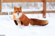 揭秘：狐狸能否成为理想的宠物？