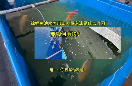 锦鲤鱼池水面泡沫成因解析及应对方法