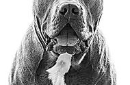 英国拟禁止大型恶霸犬：公众安全还是权利争议？