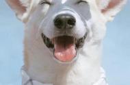 寻找纯净白色宠物狗的名字：高贵与可爱的结合