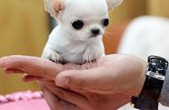吉娃娃：世界超小型犬的魅力与挑战