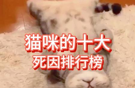 猫咪十大死因揭秘：科学养猫必修课