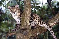 揭秘！霸气侧漏的猫如何在树上生活一辈子？