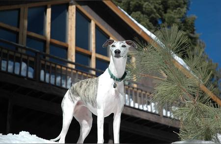 惠比特犬的十大优点，了解宠物的理想选择